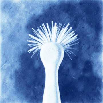 Brushy Brush